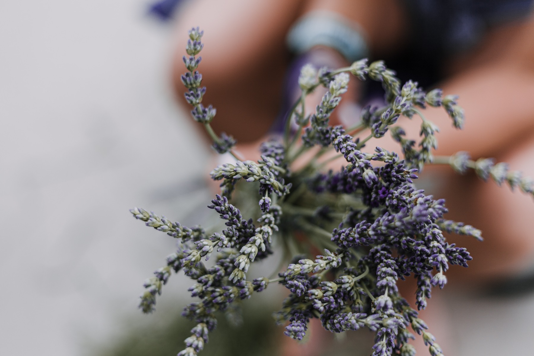 lavendel houdt je beddengoed fris